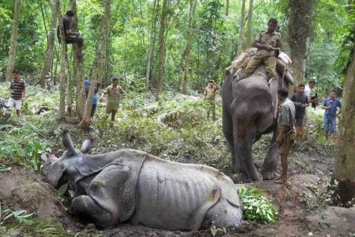 Rhino poached in Kaziranga in presence of Assam Forest Minister